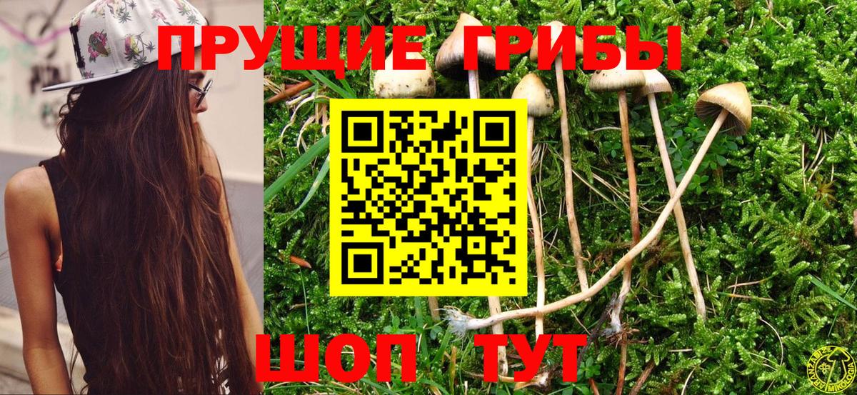 Псилоцибиновые грибы мицелий Михайловка
